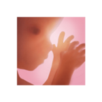 pregnancy + android application logo